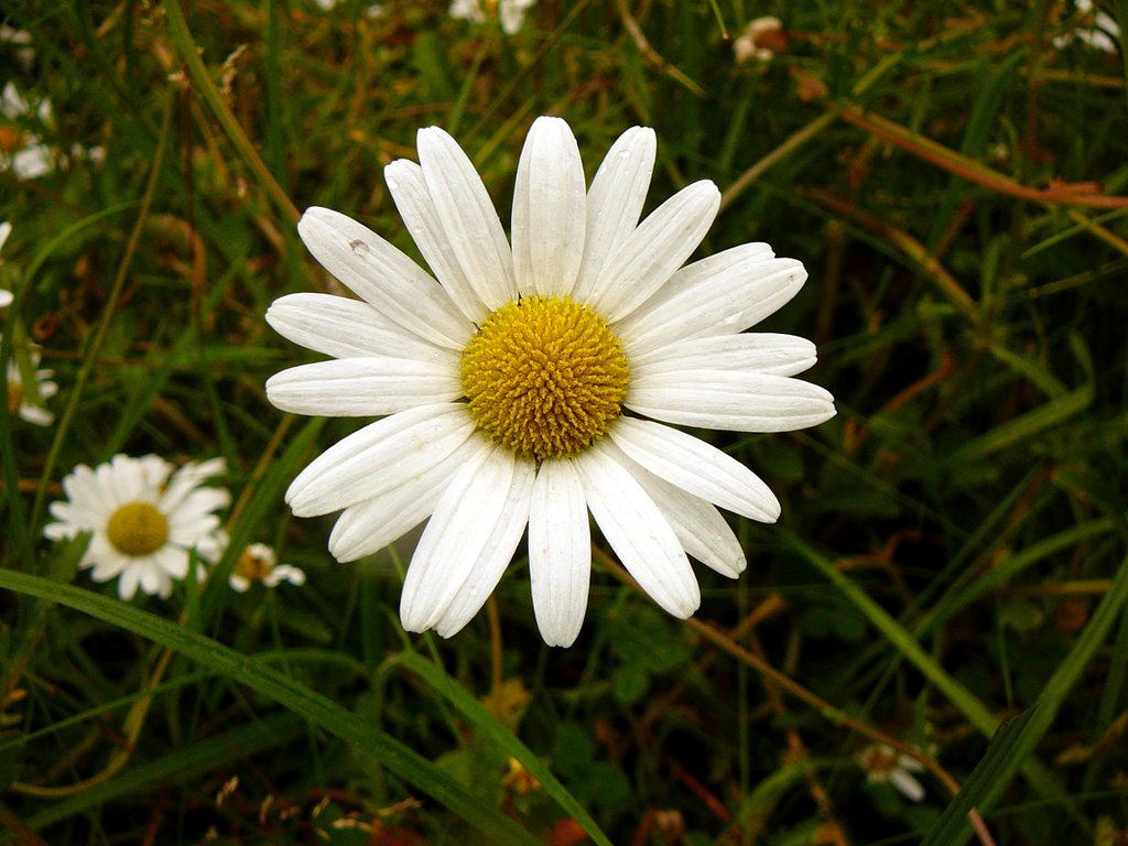 Marguerite